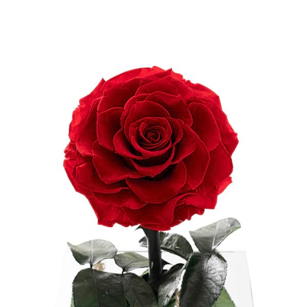 forever rose 4