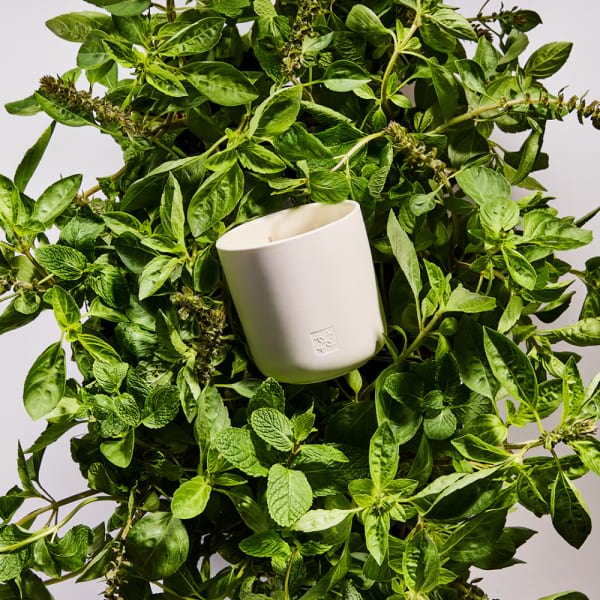 white tea and wild mint candle