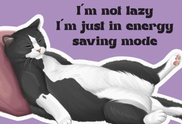 Cattitude