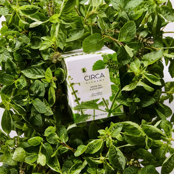 white tea and wild mint candle