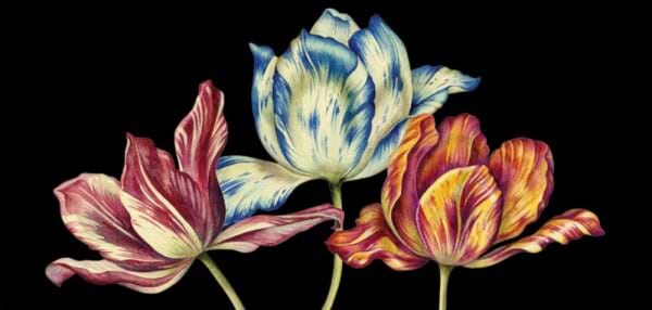 The language of flowers - affirmation cards