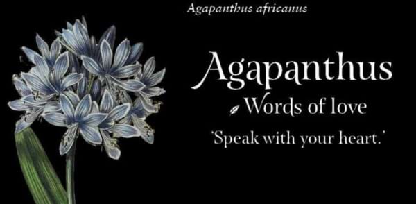 The language of flowers - affirmation cards