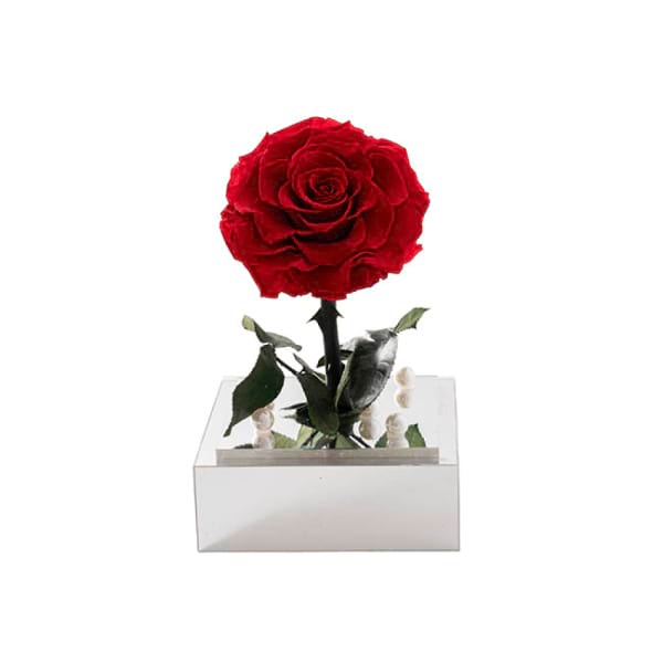 forever rose