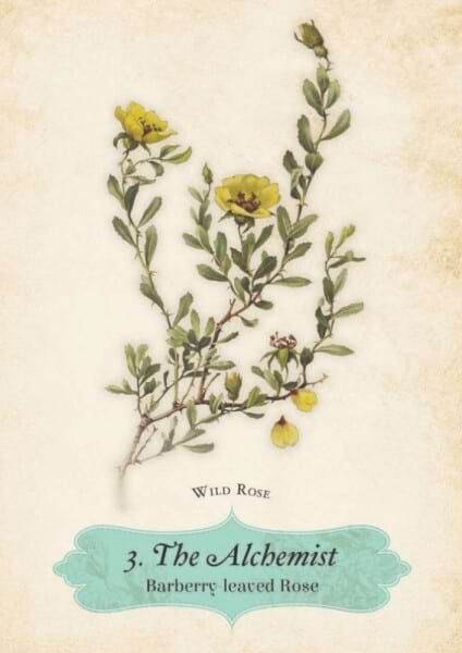 oracle of the roses