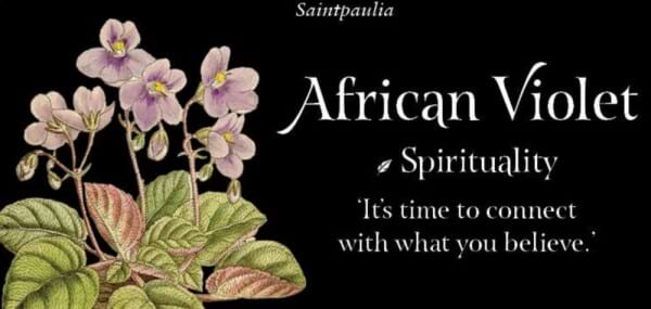 The language of flowers - affirmation cards