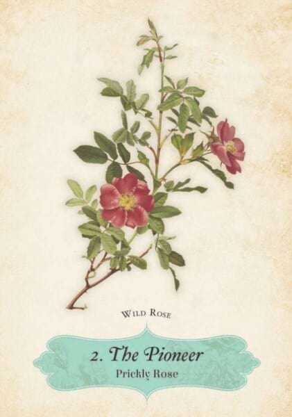 oracle of the roses