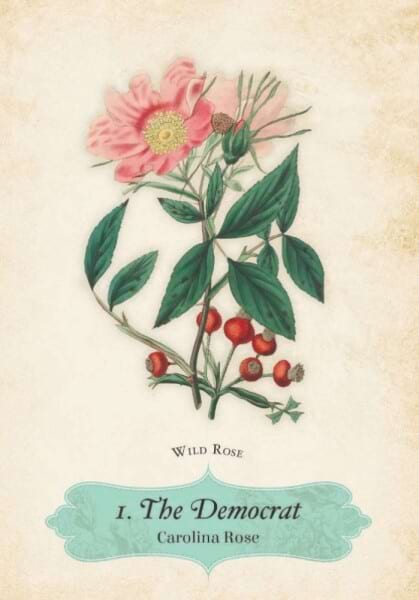 oracle of the roses