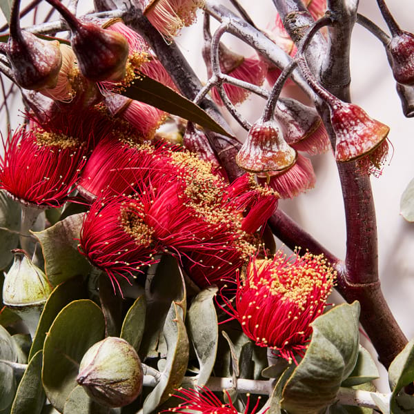 australian wildflower candle