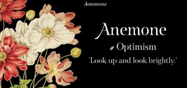 The language of flowers - affirmation cards