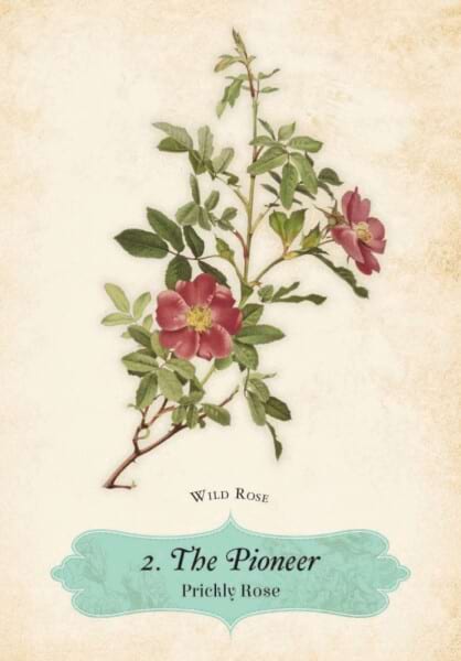oracle of the roses