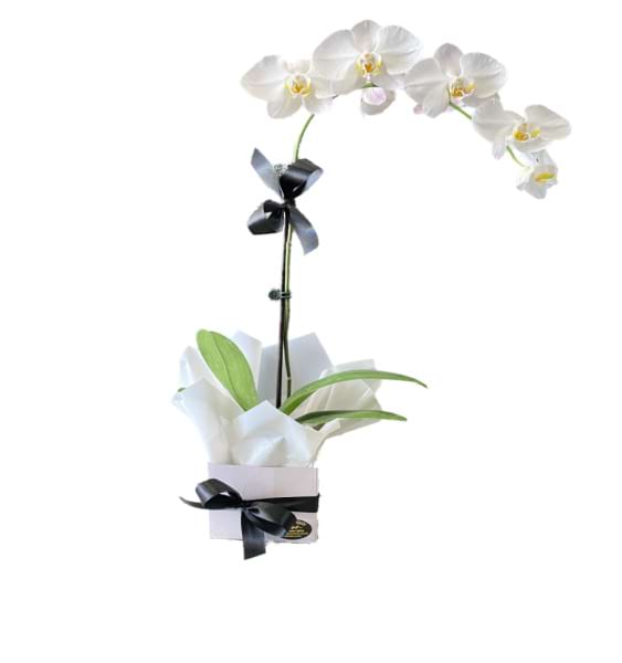 Potted Phalaenopsis orchid plant