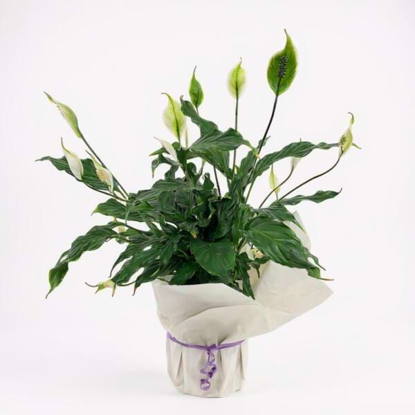 Potted Peace Lily Plant